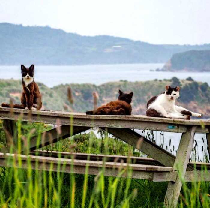 В Японии есть «рай» для кошек, куда собакам вход запрещён