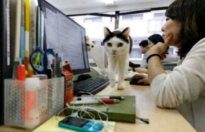 Японская компания разрешила сотрудникам приходить на работу с кошкой