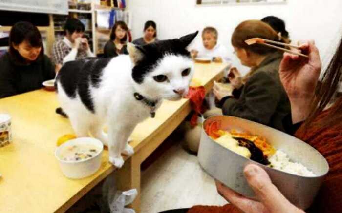 Японская компания разрешила сотрудникам приходить на работу с кошкой