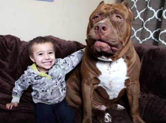 Огромная собака по кличке Халк — один из самых больших питбулей в мире!