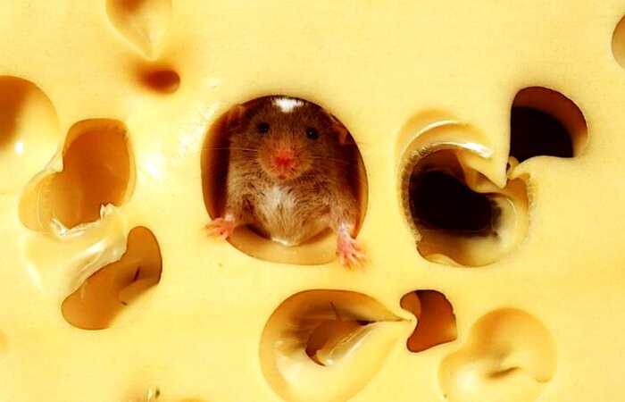 Мыши не любят сыр, а котам вредно молоко: 5 мифов о животных, в которые многие верят