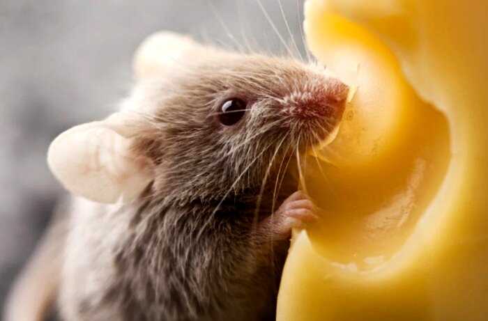 Мыши не любят сыр, а котам вредно молоко: 5 мифов о животных, в которые многие верят