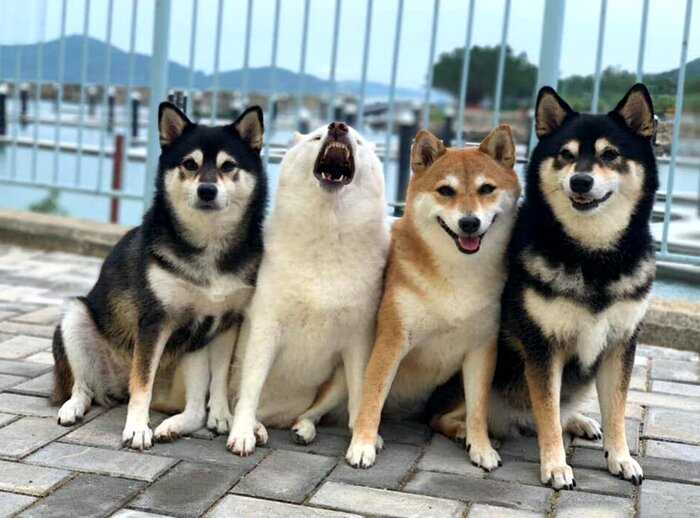 Хозяйка 4 собак делится снимками своих питомиц, одна из которых всегда портит фото