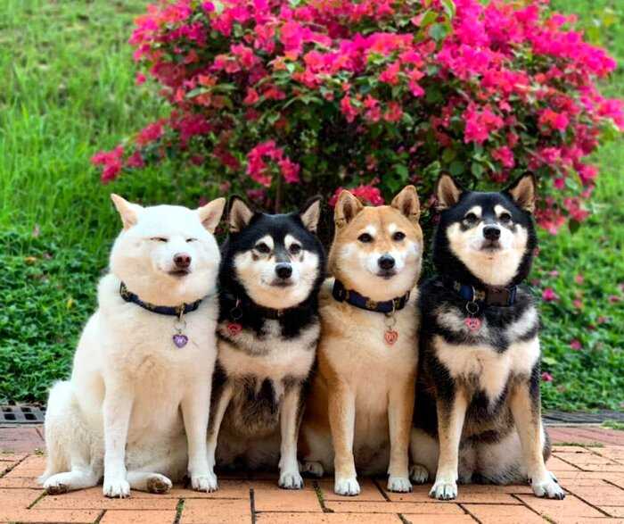 Хозяйка 4 собак делится снимками своих питомиц, одна из которых всегда портит фото