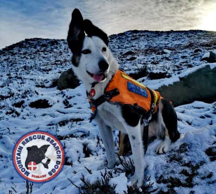 Чтобы проверить, как собака-спасатель будет его спасать, инструктор закопался в снег