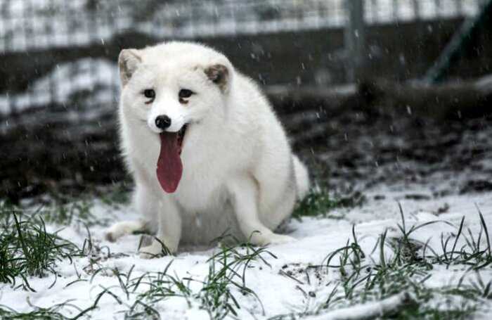 Снежный лис, которого выращивали на убой на звероферме, впервые радуется снегу