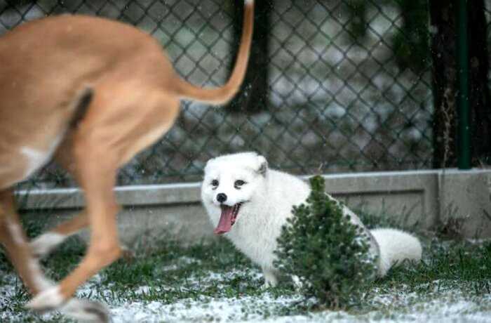 Снежный лис, которого выращивали на убой на звероферме, впервые радуется снегу