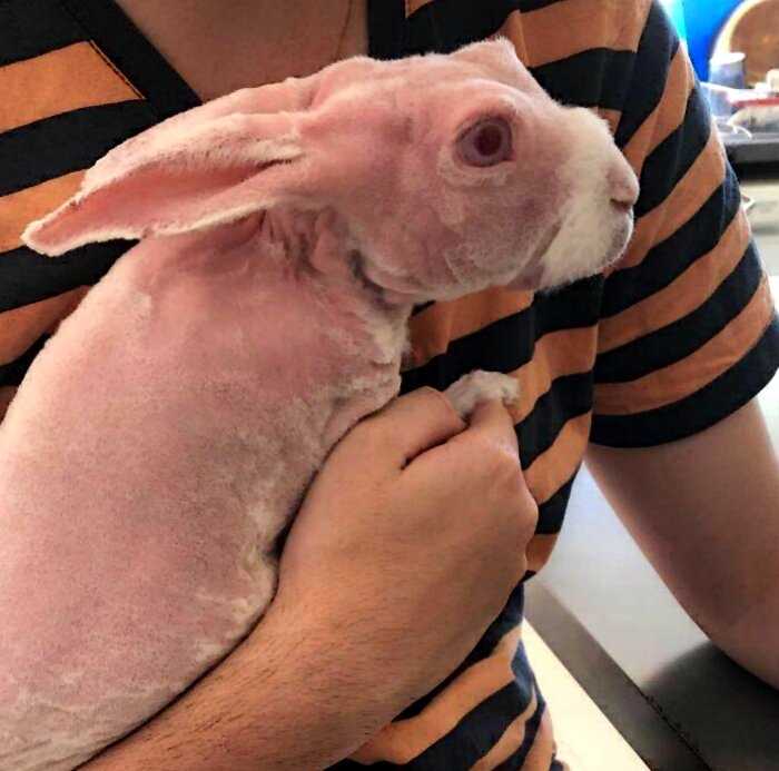 Необычного кролика спасли от усыпления и он стал звездой Интернета