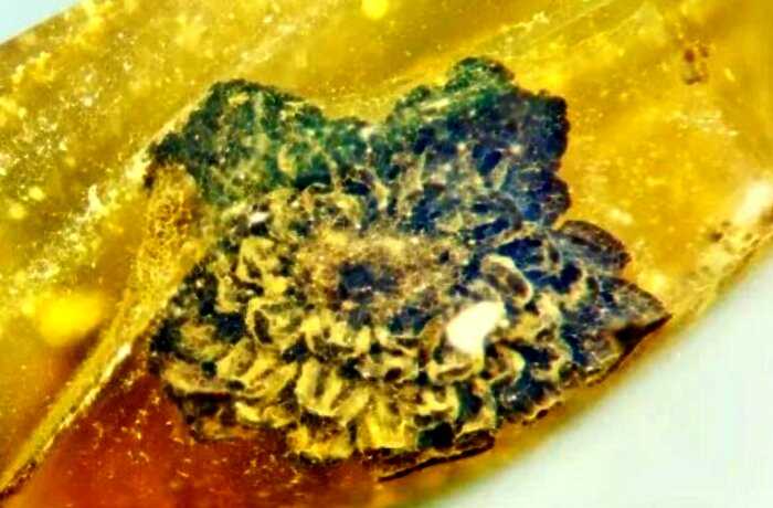 В куске янтаря нашли ранее неизвестный цветок. Ему 100 миллионов лет