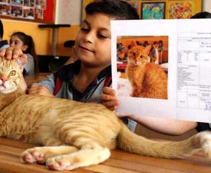 Кот учится в третьем классе и отказывается от еды, когда его не пускают в школу