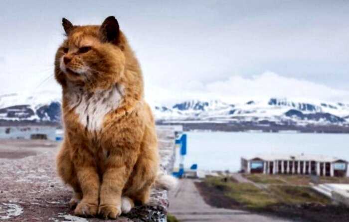 Познакомьтесь с Кешей, единственным котом на острове, где животные запрещены