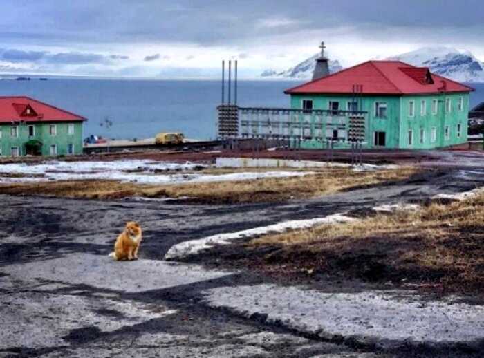 Познакомьтесь с Кешей, единственным котом на острове, где животные запрещены