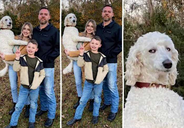 15 семейных новогодних фотографий, где в центре внимания оказались псы с их наглыми выходками