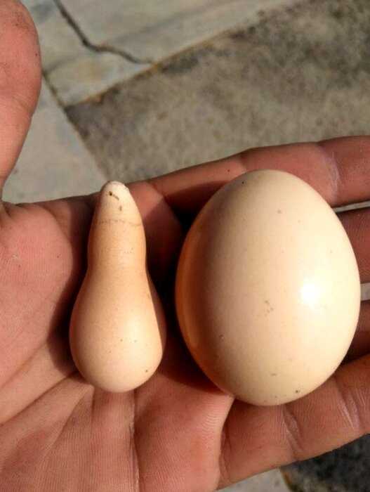 20 странных яиц, которые наверняка удивили даже тех, кто их снес