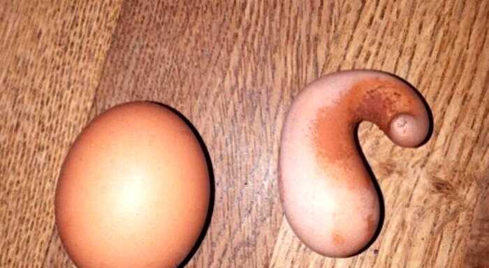 20 странных яиц, которые наверняка удивили даже тех, кто их снес