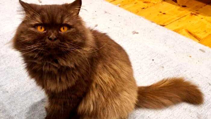 Кота из России обнаружили в Англии за 3000 километров от дома. Люди гадают — как, с кем и когда он туда попал