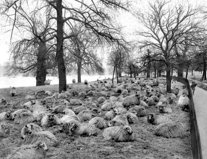 Как лондонские парки использовали овец в качестве естественных газонокосилок