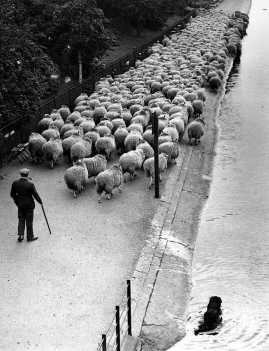 Как лондонские парки использовали овец в качестве естественных газонокосилок