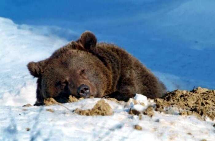6 интересных фактов из жизни медведя «шатуна»