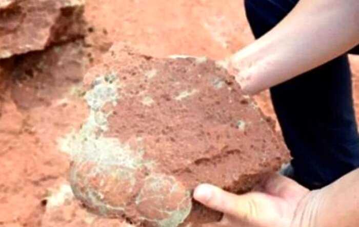 Десятилетний мальчик нашел доисторические яйца динозавра