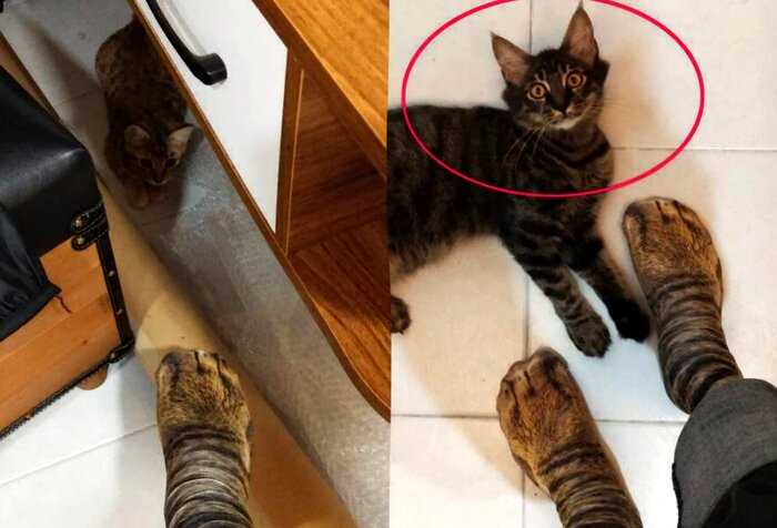 Котёнок увидел, какие носки купил себе хозяин, и его ошарашенная мордочка достойна лучших наград