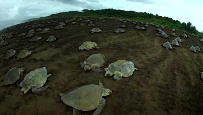 К морским черепахам подселили невероятно реалистичную «черепаху-шпионку»