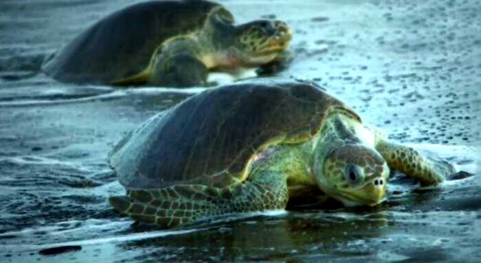 К морским черепахам подселили невероятно реалистичную «черепаху-шпионку»