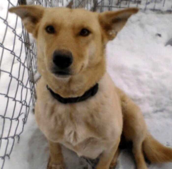 Умирающая собака три недели пролежала в снегу с щенятами — пока не пришли люди