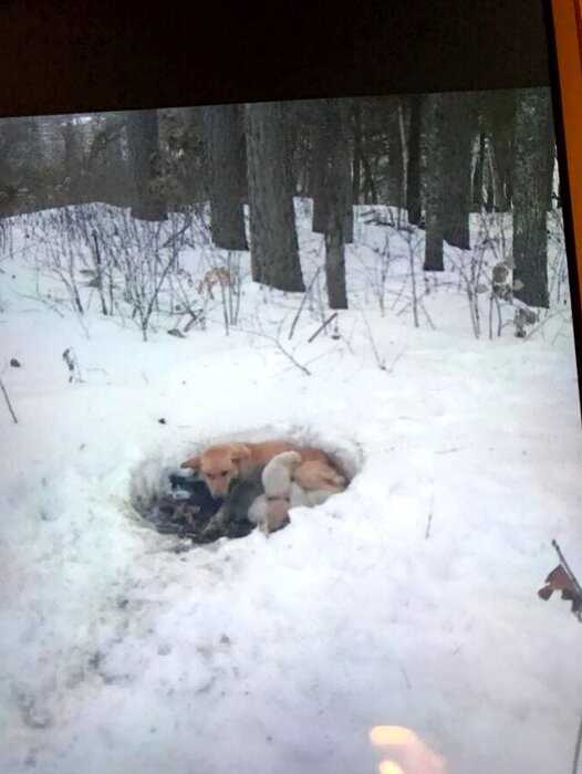 Умирающая собака три недели пролежала в снегу с щенятами — пока не пришли люди