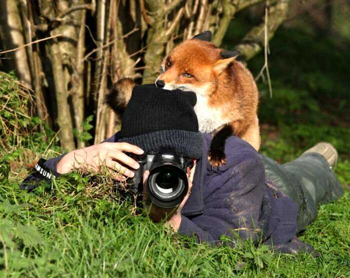 По ту сторону камеры. 15 смешных случаев, когда животные мешали фотографам дикой природы