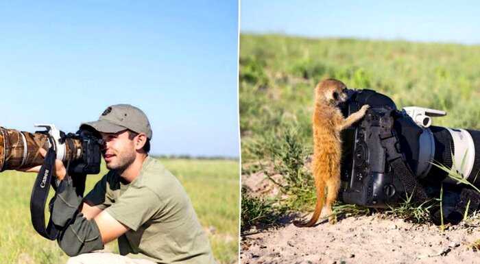 По ту сторону камеры. 15 смешных случаев, когда животные мешали фотографам дикой природы