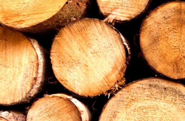 Ученые научились выращивать древесину в пробирке