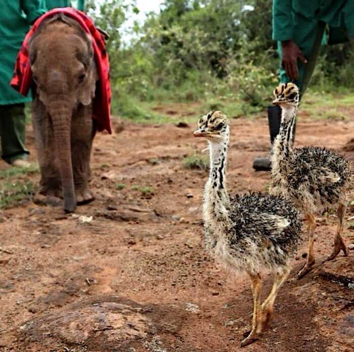 Потерявший маму слоненок, каждый день обнимает страуса