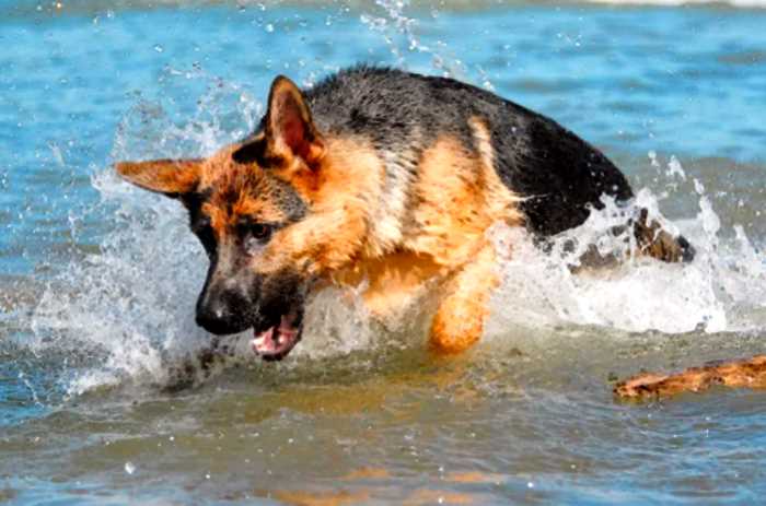 Собака 11 часов плыла к берегу, чтобы вызвать помощь к тонущему хозяину