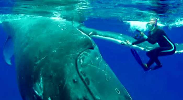 Огромный кит толкал испуганную дайверку носом. Он спасал ее от зверя пострашнее
