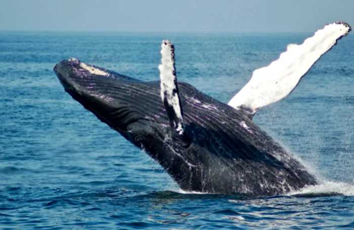 Огромный кит толкал испуганную дайверку носом. Он спасал ее от зверя пострашнее