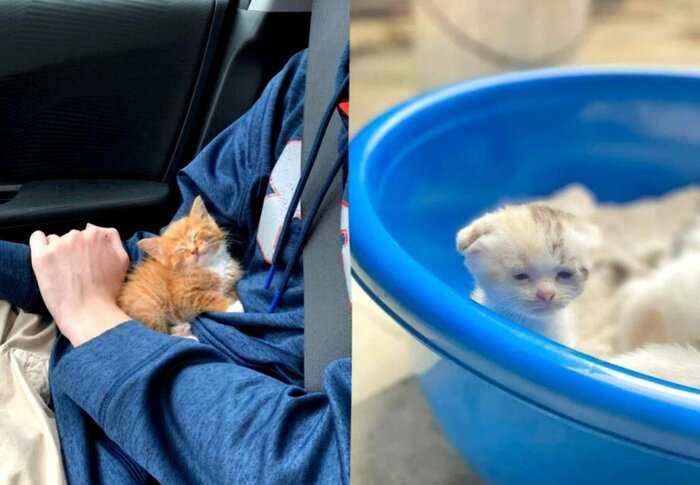 В Сети обнаружили самых маленьких котят, чей размер больше похож на фотошоп: 10 умилительных фото