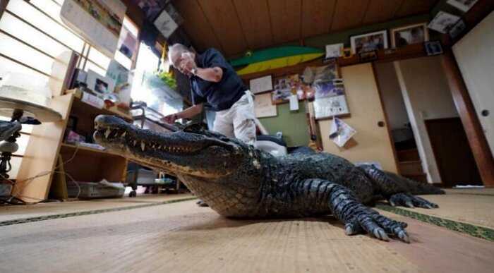 В японской семье уже сорок лет живет необычный питомец &#8213; крокодил