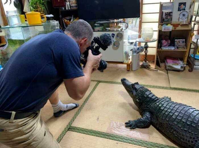 В японской семье уже сорок лет живет необычный питомец &#8213; крокодил