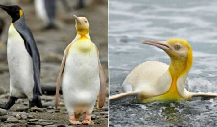 Не такой как все: в Атлантике засняли желтого пингвина