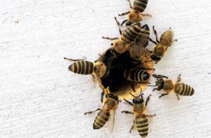 Может ли пчела ужалить пчелу?
