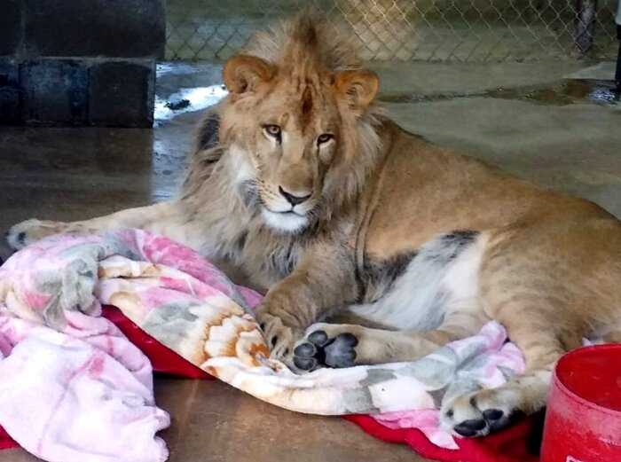 Этот львенок не может заснуть без своего одеяла