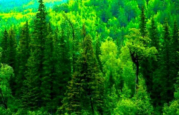 Исчезнут ли хвойные леса из-за глобального потепления: сибирская ель уже не та
