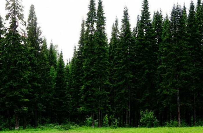 Исчезнут ли хвойные леса из-за глобального потепления: сибирская ель уже не та