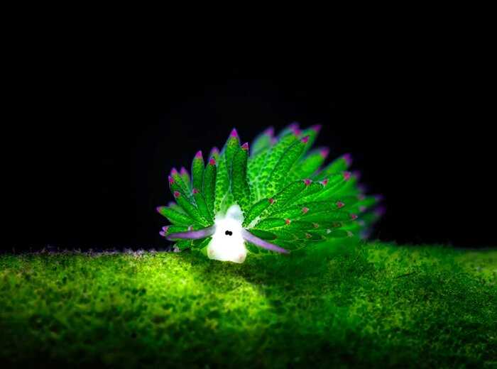 Удивительная «морская овечка»: и животное, и растение одновременно!