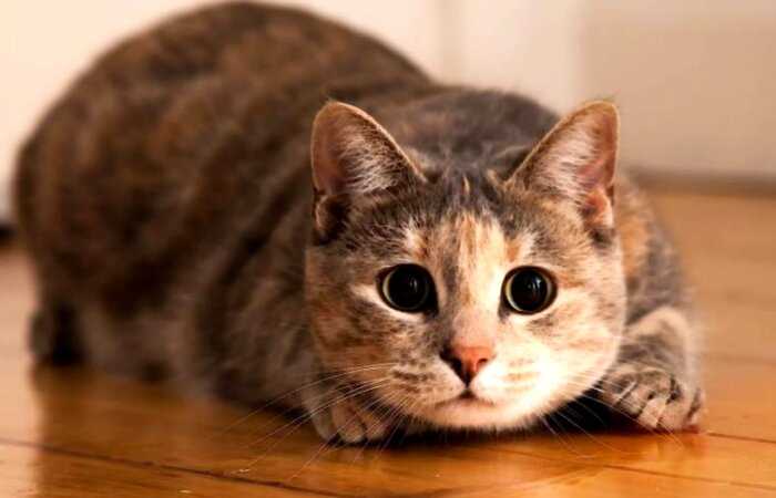 Кошки не мяукают для других кошек: 7 интересных фактов о котах