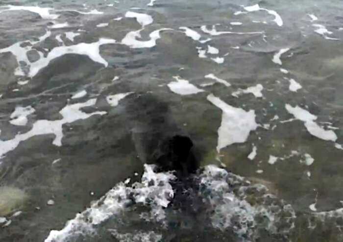 Собака помогла спасли детёныша дельфина, который застрял на берегу