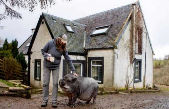 Огромная свинья проживает прямо в доме своих хозяев