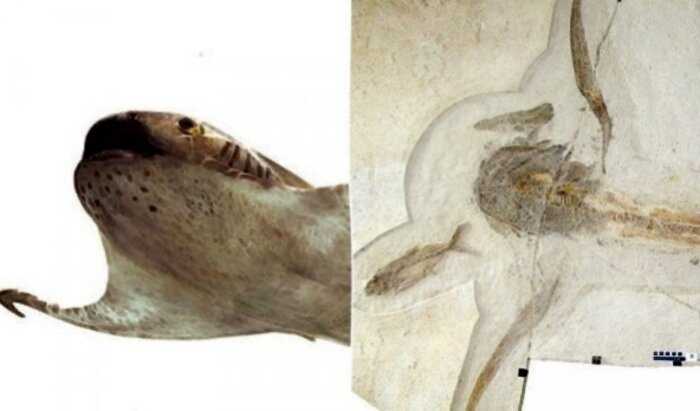 В Мексике обнаружили древнюю крылатую акулу