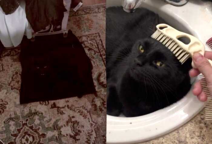 Хозяйка в панике искала исчезнувшего кота, пока не заметила глаза на своей чёрной юбке